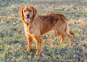 Golden Retriever Indiana : Where Quality Feels Like Family Bedford