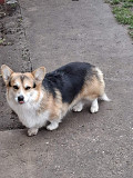 Pembroke Welsh Corgi Vienna