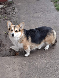 Pembroke Welsh Corgi Vienna