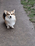 Pembroke Welsh Corgi Vienna