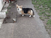 Pembroke Welsh Corgi Vienna