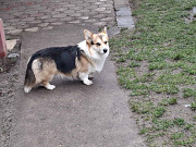 Pembroke Welsh Corgi Vienna