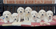 English cream golden retriever puppies for sale : A Lifetime of Love and Devotion Nashville