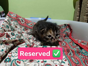 Ragdoll x Scottishfold from Dubai