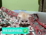 Ragdoll x Scottishfold from Dubai