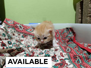 Ragdoll x Scottishfold from Dubai