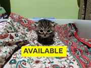 Ragdoll x Scottishfold from Dubai