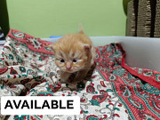 Ragdoll x Scottishfold from Dubai