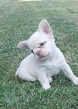 Long-haired French Bulldog puppies Krusevac