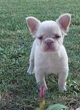 Long-haired French Bulldog puppies Krusevac