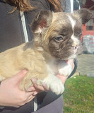 Long-haired French Bulldog puppies Krusevac