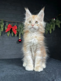 Maine Coon Breeders : Ethical Breeders You Can Trust Milton