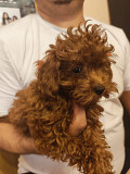 Red toy poodles Zrenjanin