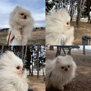 Pomeranian male Albacete
