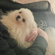 Pomeranian male Albacete