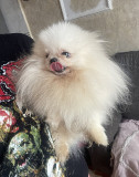 Pomeranian male Albacete