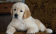 English Cream Golden Retriever : Gentle Hearts In A Creamy Coat Bedford
