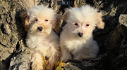 Maltipoo toy puppies Zrenjanin