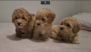 Maltipoo toy puppies Zrenjanin