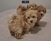 Maltipoo toy puppies Zrenjanin