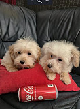 Maltipoo toy puppies Zrenjanin