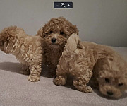 Maltipoo toy puppies Zrenjanin