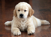 Golden Retriever Puppy Tennessee : Find a Lifelong Companion Nashville