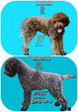 LAGOTTO ROMAGNIOLO puppies Kragujevac