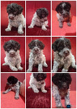 LAGOTTO ROMAGNIOLO puppies Kragujevac
