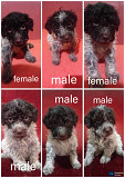 LAGOTTO ROMAGNIOLO puppies Kragujevac