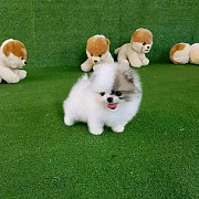 Pomeranian puppies Toronto