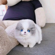 Pomeranian puppies Toronto