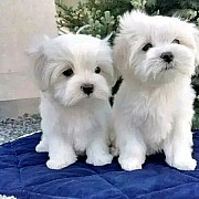 Beautiful Maltese puppies Charlottetown