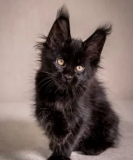 Maine coon kittens for adoption: The Perfect Family Companion Milton