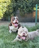 Very compact Micro American Bylly pocket from Antalya