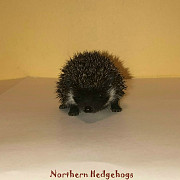 Pedigreed Hedgehog Babies from Ethical Breeder Waterloo