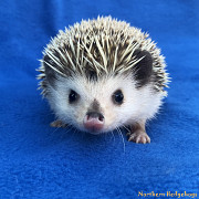 Pedigreed Hedgehog Babies from Ethical Breeder Waterloo