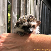 Pedigreed Hedgehog Babies from Ethical Breeder Waterloo