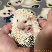 Pedigreed Hedgehog Babies from Ethical Breeder Waterloo