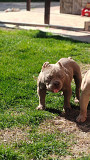 American bully Vrbas