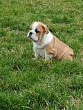 English bulldog puppies Pancevo