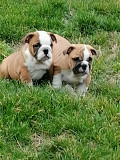English bulldog puppies Pancevo
