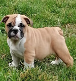 English bulldog puppies Pancevo