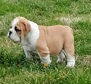 English bulldog puppies Pancevo