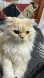 Scottish Fold Male Cat for Sale Nizwa