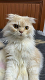 Scottish Fold Male Cat for Sale Nizwa