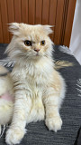 Scottish Fold Male Cat for Sale Nizwa
