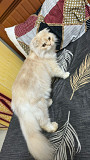 Scottish Fold Male Cat for Sale Nizwa