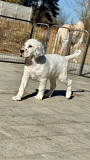 Adorable English setter puppies from Birkirkara