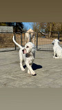 Adorable English setter puppies from Birkirkara